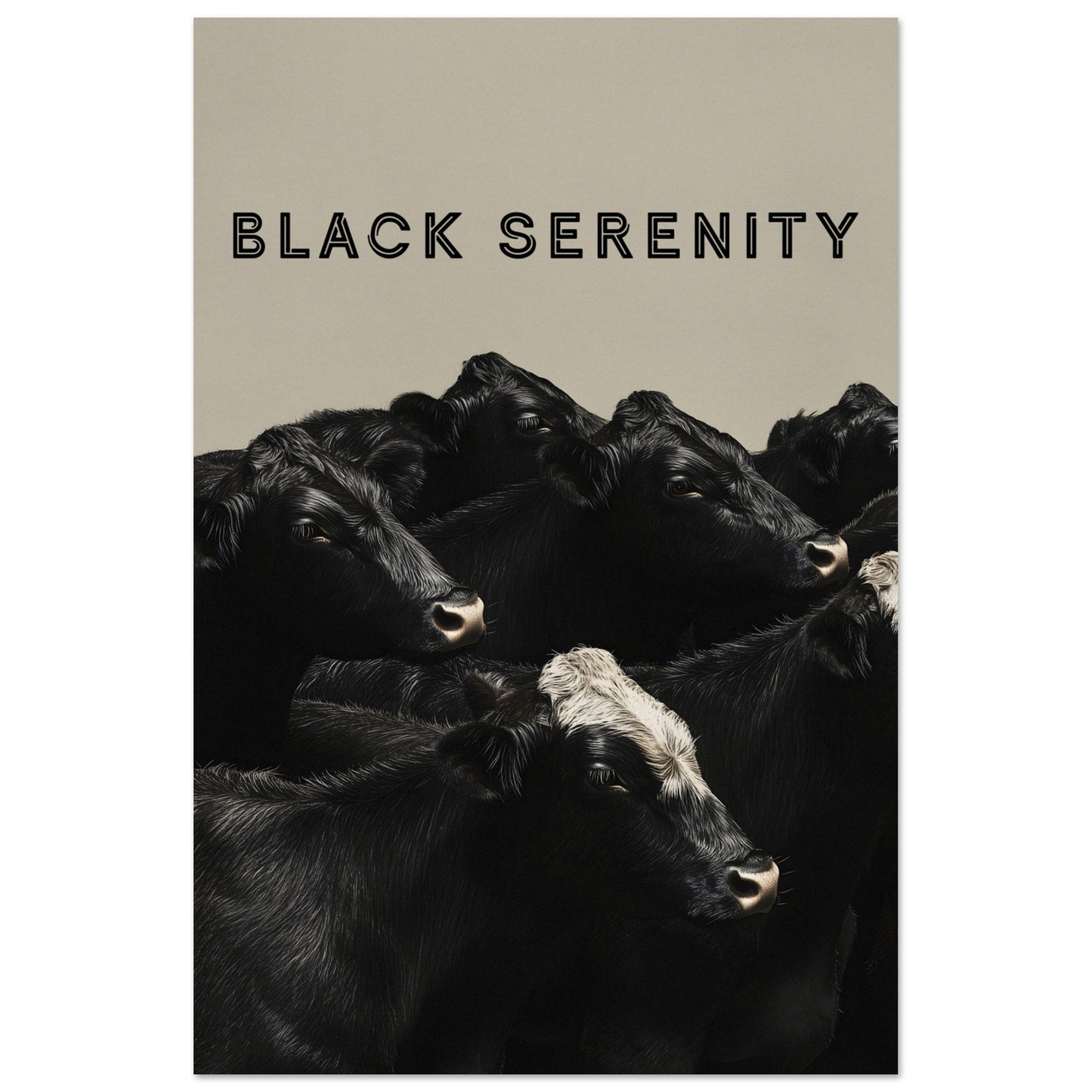 This image showcases a serene group of black cows, with one cow featuring a distinctive white marking on its head. The title "BLACK SERENITY" is prominently displayed at the top, emphasizing the calm and peaceful nature of the scene.