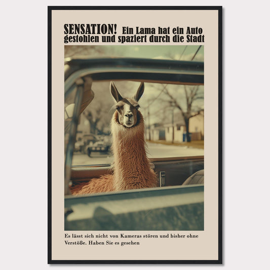 SENSATION! A llama has stolen a car and is strolling through the city.  It is not bothered by cameras and so far has committed no offenses. Have you seen it?